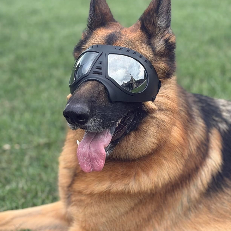 Óculos para Animais de Estimaç - Snow Goggle Uv avaliação e preço